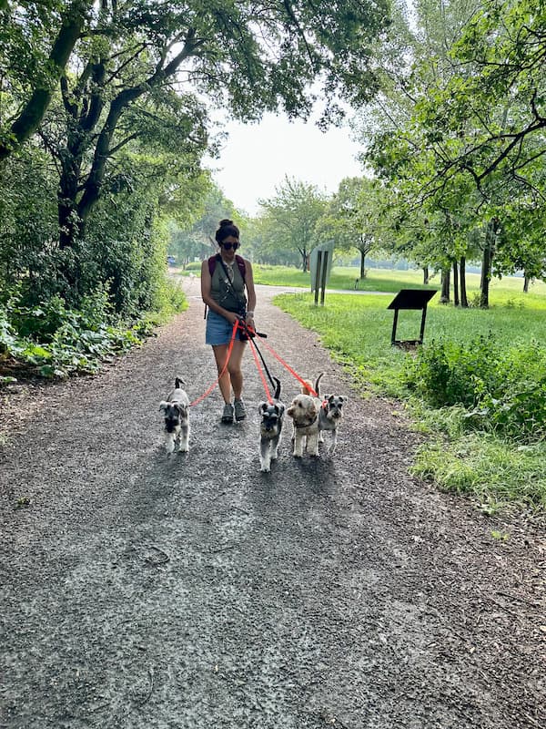 Dog on a walk with Fox & Paws